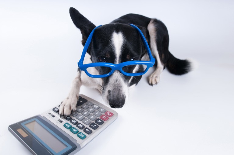 Dog wearing glasses with paw on calculator